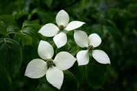 Graines de Cornus kousa, Cornouiller du Japon