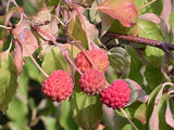 Graines de Cornus kousa, Cornouiller du Japon