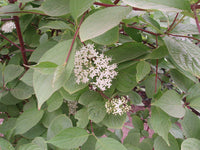 Graines de Cornus controversa, Cornouiller des Pagodes