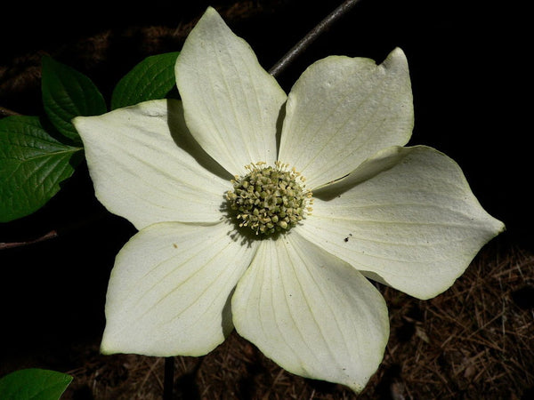 Graines de Cornus nuttallii, Cornouiller de Nuttall