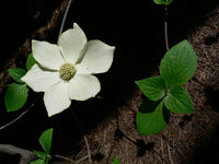 Graines de Cornus nuttallii, Cornouiller de Nuttall