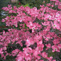 Graines cornus florida rubra, Cornouiller de Floride à fleurs roses