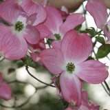 Graines cornus florida rubra, Cornouiller de Floride à fleurs roses