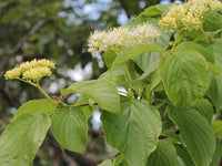 Graines Cornus alternifolia, Cornouiller à feuilles alternes, Cornouiller alterniflore