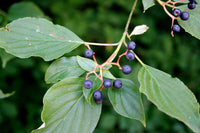 Graines Cornus alternifolia, Cornouiller à feuilles alternes, Cornouiller alterniflore