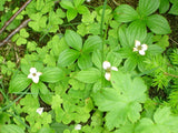 Graines Cornus Canadensis, Cornouiller du Canada, Quatre-temps