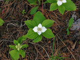 Graines Cornus Canadensis, Cornouiller du Canada, Quatre-temps