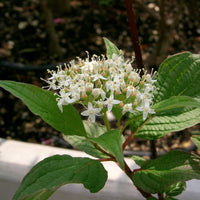 Graines Cornus alba sibirica, Cornouiller blanc de Sibérie