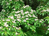 Graines Cornus capitata, Cornouiller de l'Himalaya