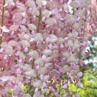 Graines Wisteria Floribunda Rosea, Glycine du Japon Rose