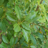 Graines Prunus lusitanica, Laurier du Portugal