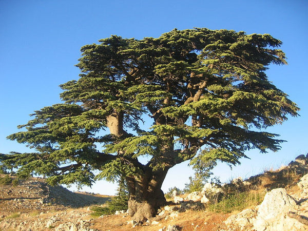 Graines Cedrus Libani, Cèdre du Liban