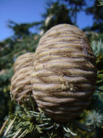 Graines Cedrus Libani, Cèdre du Liban