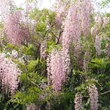 Graines Wisteria Floribunda Rosea, Glycine du Japon Rose