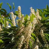 Graines Prunus lusitanica, Laurier du Portugal