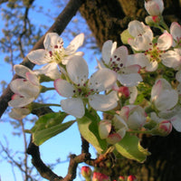 Graines Poirier Sauvage, Pyrus pyraster