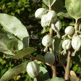 Graines Chalef argenté, Elaeagnus commutata