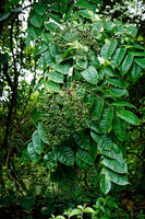 3 Graines de Poivrier Indien, Zanthoxylum rhetsa