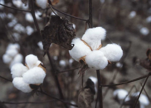 Graines de Coton Mexicain, Gossypium Hirsutum, Coton Pays