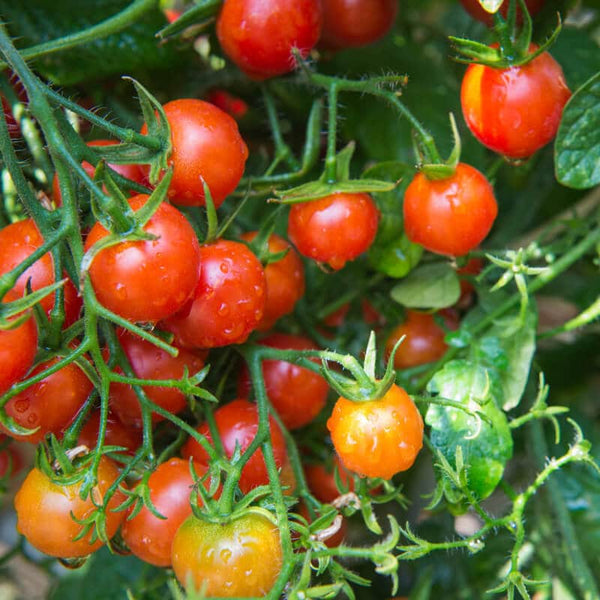 20 Graines de Tomate Cherry Gartenperle Red, Solanum lycopersicum