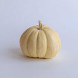 20 Graines de Courge Baby Boo, Cucurbita Pepo