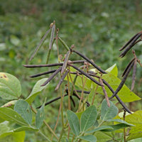 20 Graines de Haricot Mungo, Vigna Radiata