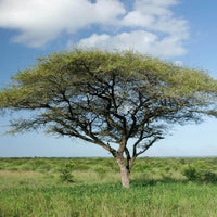 20 Graines de Acacia Tortilis, Mimosa Tortillé