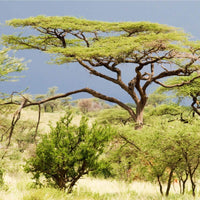 7 Graines de Acacia Tortilis, Mimosa Tortillé