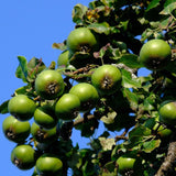 Graines Poirier Sauvage, Pyrus pyraster