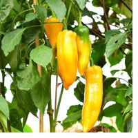 25 Graines de Poivron Doux Corno di Toro Giallo, Capsicum annuum