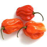 20 Graines de Piment Habanero Orange