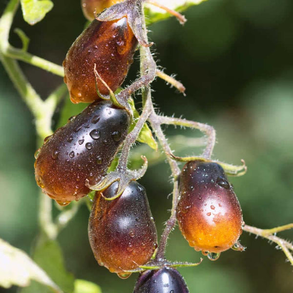 25 Graines de Tomate Indigo Pearl Drops, Solanum lycopersicum