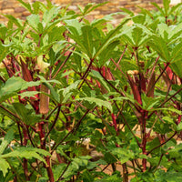 Graines de Gombo Rouge, Abelmoschus esculentus