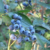 10 Graines de Vaccinium Angustifolium, Bleuet à feuilles étroites