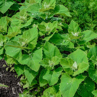 25 Graines Atriplex hortensis, Arroche des jardins "Plume Verte"