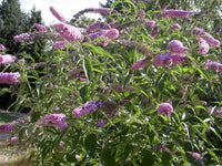 Graines de Buddleja Davidii, Buddleia de David