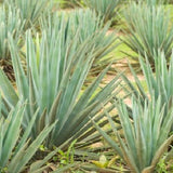 Graines de Agave Sisalana, Sisal