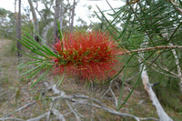 Graines de Melaleuca linearis