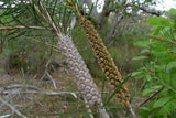 Graines de Melaleuca linearis