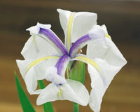 Graines Iris Laevigata, Iris d'eau Japonais