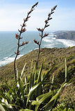 Graines de Phormium Tenax, Lin de Nouvelle-Zélande