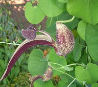 Graines de Aristolochia Ringens, Aristoloche Spatulée