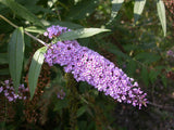 Graines de Buddleja Davidii, Buddleia de David