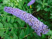 Graines de Buddleja Davidii, Buddleia de David