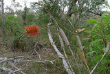 Graines de Melaleuca linearis