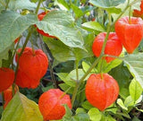 20 Graines Physalis Franchetii Alkekengi Gigantea, Lanterne Chinoise