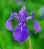 Graines Iris Laevigata, Iris d'eau Japonais