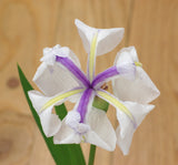 Graines Iris Laevigata, Iris d'eau Japonais