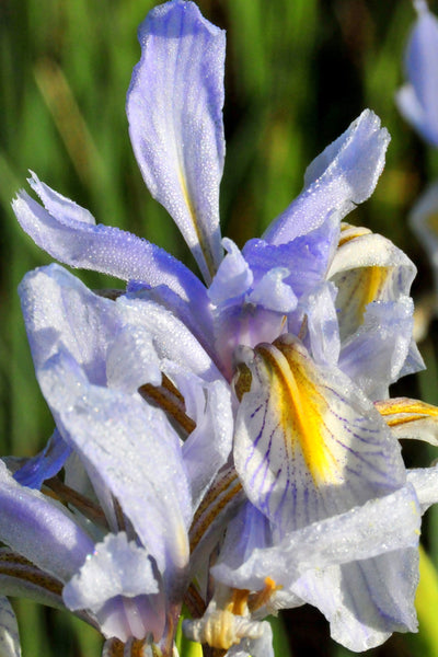 Graines Iris missouriensis, Iris du Missouri