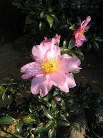 2 Graines de Camélia d'automne, Camellia Sasanqua